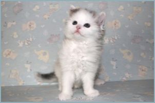 Female Siberian Kitten from Deedlebug Siberians